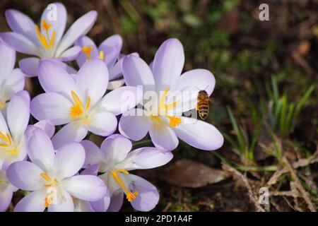 Im Februar 2023 befinden sich Bienen bereits auf den blühenden Krokussen Stockfoto