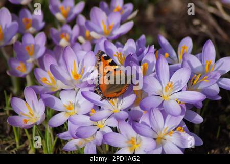 Im Februar 2023 ist der Schmetterling Small Fox bereits auf den blühenden Krokussen Stockfoto