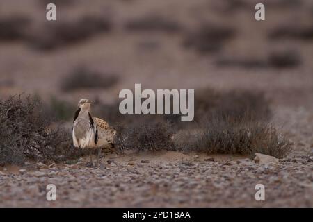 Die Brautwerbung einer männlichen MacQueen-Trappe (Chlamydotis macqueenii) الحُبَارَى الآسِيَوِيّ ist ein großer Vogel in der Trappenfamilie. Es ist nativ für Stockfoto