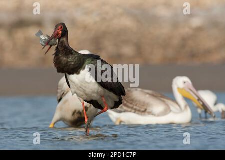 Schwarzstorch (Ciconia nigra), der versucht, Tilapia St. zu schlucken Peters Fisch im flachen Wasser fotografiert in Israel Diese Wader bewohnt Feuchtgebiete, füttern Stockfoto