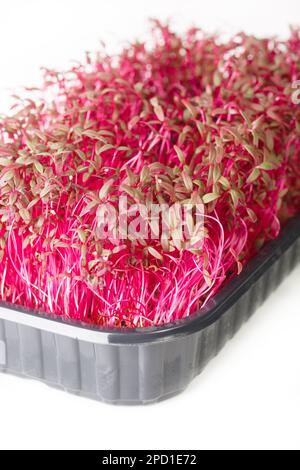 Nahaufnahme von Amaranth Microgreens auf weißem Hintergrund. Frische, gesunde Sprossen. Vegane und gesunde Ernährung Konzept. Vertikal Stockfoto