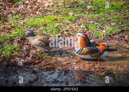 Mandarinenten auf einer Pfütze in der Isabella Plantation, einem Waldgarten im Richmond Park in London Stockfoto