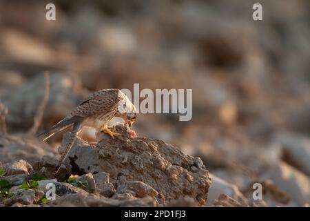 Der Falco tinnunculus (Falco tinnunculus) ist ein Raubvogel, der zur Gruppe der Falken gehört. Es wird auch als t bezeichnet Stockfoto