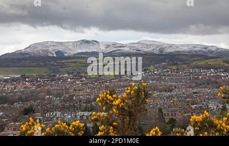 Kalt und bewölkt im Holyrood Park, Edinburgh, Schottland, Großbritannien. 14. März 2023 Temperatur von 5 Grad Celsius mit Windkälte, die ein echtes Gefühl von 0 Grad vermittelt. Abbildung: Gänsebüsche im Vordergrund mit Pentlands Hills im Hintergrund mit einer Schneedecke. Kredit: Archwhite/alamy Live News. Stockfoto