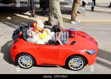 Die süßen weißen pommern-Hunde in einem roten Spielzeugauto. Stockfoto