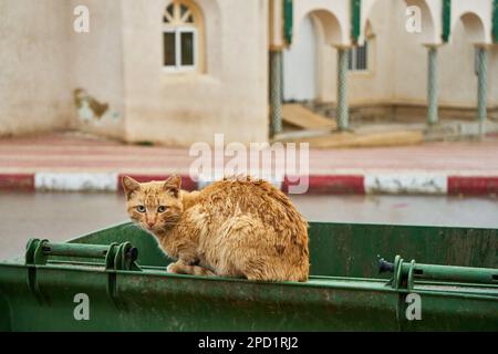 Obdachlose Katze, die auf einer Mülltonne auf der Straße sitzt Stockfoto