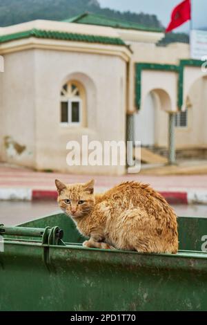 Obdachlose Katze, die auf einer Mülltonne auf der Straße sitzt Stockfoto