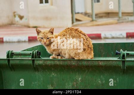 Obdachlose Katze, die auf einer Mülltonne auf der Straße sitzt Stockfoto