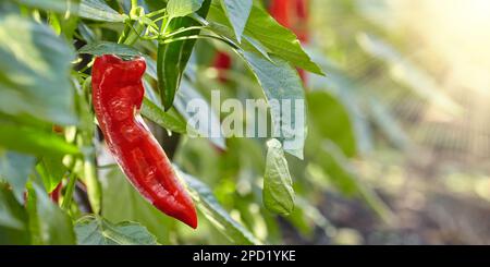 Professionelles Wachstum von pointierten roten süßen italienischen Paprika in einem niederländischen Gewächshaus Stockfoto