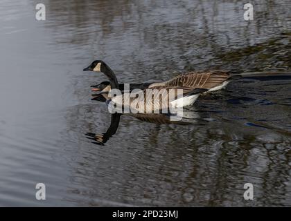 Gänse Canada (Branta canadensis) auf einem kleinen Teich im ländlichen Dumfriesshire, Südwestschottland Stockfoto