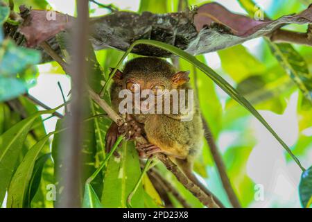 Philippine Tarsier: Schüchterner Primat begeht Selbstmord, wenn er in Gefangenschaft gestresst ist. Bohol Island, philippinische Naturwelt, Schutz gefährdeter Arten Stockfoto