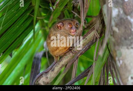 Philippine Tarsier: Schüchterner Primat begeht Selbstmord, wenn er in Gefangenschaft gestresst ist. Bohol Island, philippinische Naturwelt, Schutz gefährdeter Arten Stockfoto