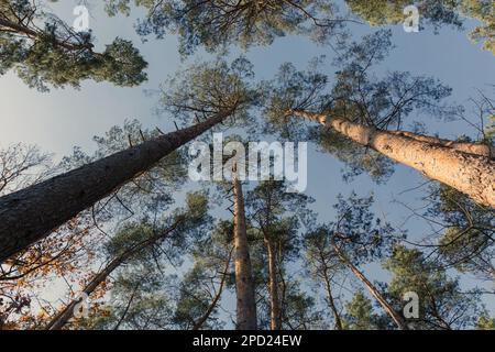 Kronenansicht des Baums vom unteren Ende des Baums. Kiefer. Stockfoto
