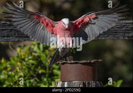 Der GALAH ist ein fröhlicher, mittelgroßer rosa Papagei, der häufig in Australien zu finden ist. Stockfoto