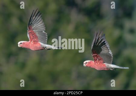 Der GALAH ist ein fröhlicher, mittelgroßer rosa Papagei, der häufig in Australien zu finden ist. Stockfoto