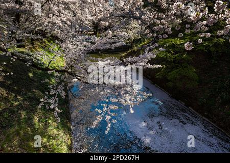 Frühlingslandschaft rund um den Burggraben von Hirosaki, Präfektur Aomori, Japan. Stockfoto