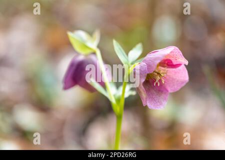 Mauve Helleborus orientalis, die Lenton Rose Blume im Spätwinter, Dorset, England, Großbritannien Stockfoto