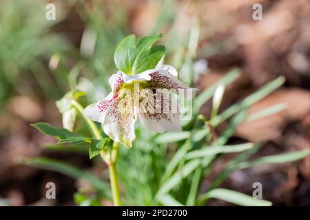 White Helleborus orientalis, Lenton Rose im Spätwinter, Dorset, England, Großbritannien Stockfoto