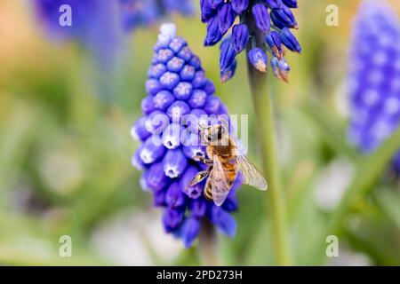 Honigbiene, APIs mellifera auf Traubenhyazinthen Blumen im späten Winter in Großbritannien Stockfoto