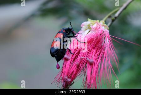 Nahaufnahme des schwarzen und roten Giftkäfers, Mylabris pustulata, Familie Meloidae (Verbrühungskäfer), die bunte Blüten essen Stockfoto