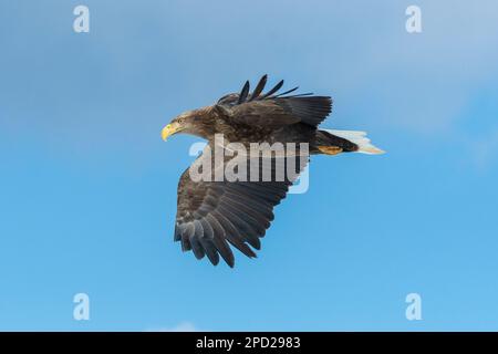 Profil eines Weißschwanzseeadlers im Flug in Hokkaido, Japan Stockfoto