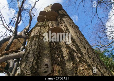 Naben auf einem geschnittenen Baum und blauer Himmel Stockfoto