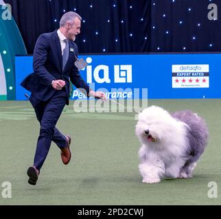 Delia, ein Old English Sheepdog aus Italien, und ihr Betreuer, Züchter und Miteigentümer Matteo Autolitano gewannen den Pastoral Group-Titel bei Crufts 2023 Stockfoto