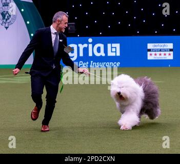 Delia, ein Old English Sheepdog aus Italien, und ihr Betreuer, Züchter und Miteigentümer Matteo Autolitano gewannen den Pastoral Group-Titel bei Crufts 2023 Stockfoto