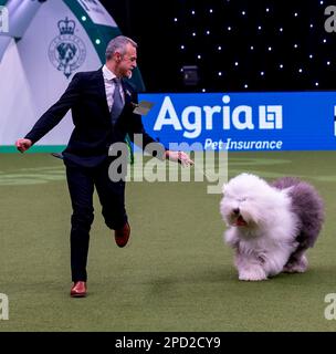 Delia, ein Old English Sheepdog aus Italien, und ihr Betreuer, Züchter und Miteigentümer Matteo Autolitano gewannen den Pastoral Group-Titel bei Crufts 2023 Stockfoto