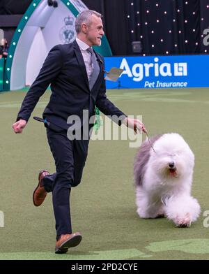 Delia, ein Old English Sheepdog aus Italien, und ihr Betreuer, Züchter und Miteigentümer Matteo Autolitano gewannen den Pastoral Group-Titel bei Crufts 2023 Stockfoto