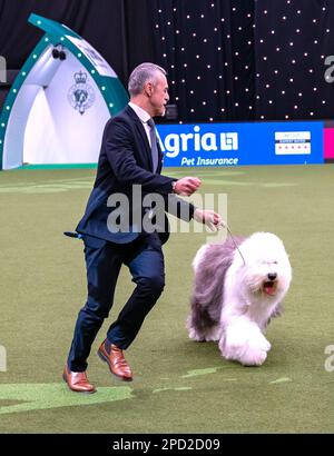 Delia, ein Old English Sheepdog aus Italien, und ihr Betreuer, Züchter und Miteigentümer Matteo Autolitano gewannen den Pastoral Group-Titel bei Crufts 2023 Stockfoto