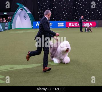 Delia, ein Old English Sheepdog aus Italien, und ihr Betreuer, Züchter und Miteigentümer Matteo Autolitano gewannen den Pastoral Group-Titel bei Crufts 2023 Stockfoto