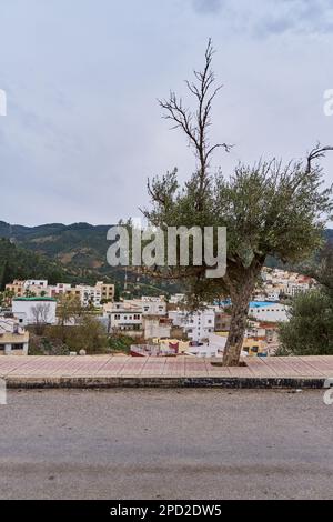 Ein Baum auf dem Bürgersteig in einer alten marokkanischen Stadt Stockfoto