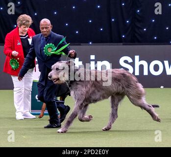 Paris der irische Wolfhund im Besitz des echten Sängers Chris Amoo ist Gewinner des Titels der Hound Group bei Crufts 2023 Stockfoto