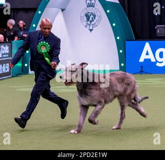 Paris der irische Wolfhund im Besitz des echten Sängers Chris Amoo ist Gewinner des Titels der Hound Group bei Crufts 2023 Stockfoto