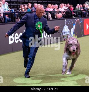 Paris der irische Wolfhund im Besitz des echten Sängers Chris Amoo ist Gewinner des Titels der Hound Group bei Crufts 2023 Stockfoto