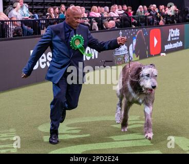 Paris der irische Wolfhund im Besitz des echten Sängers Chris Amoo ist Gewinner des Titels der Hound Group bei Crufts 2023 Stockfoto