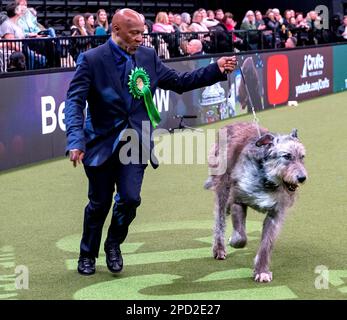 Paris der irische Wolfhund im Besitz des echten Sängers Chris Amoo ist Gewinner des Titels der Hound Group bei Crufts 2023 Stockfoto