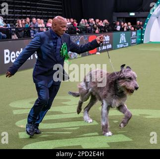 Paris der irische Wolfhund im Besitz des echten Sängers Chris Amoo ist Gewinner des Titels der Hound Group bei Crufts 2023 Stockfoto