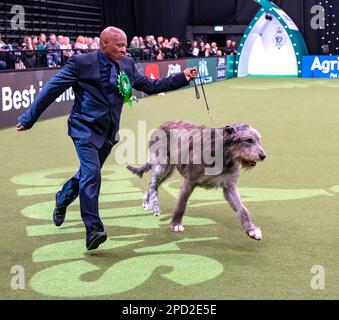 Paris der irische Wolfhund im Besitz des echten Sängers Chris Amoo ist Gewinner des Titels der Hound Group bei Crufts 2023 Stockfoto