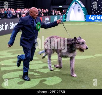 Paris der irische Wolfhund im Besitz des echten Sängers Chris Amoo ist Gewinner des Titels der Hound Group bei Crufts 2023 Stockfoto