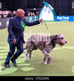 Paris der irische Wolfhund im Besitz des echten Sängers Chris Amoo ist Gewinner des Titels der Hound Group bei Crufts 2023 Stockfoto