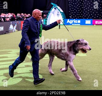 Paris der irische Wolfhund im Besitz des echten Sängers Chris Amoo ist Gewinner des Titels der Hound Group bei Crufts 2023 Stockfoto