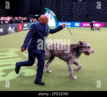 Paris der irische Wolfhund im Besitz des echten Sängers Chris Amoo ist Gewinner des Titels der Hound Group bei Crufts 2023 Stockfoto