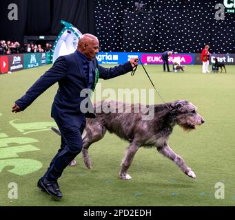 Paris der irische Wolfhund im Besitz des echten Sängers Chris Amoo ist Gewinner des Titels der Hound Group bei Crufts 2023 Stockfoto