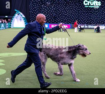 Paris der irische Wolfhund im Besitz des echten Sängers Chris Amoo ist Gewinner des Titels der Hound Group bei Crufts 2023 Stockfoto