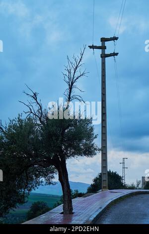 Ein Baum auf dem Bürgersteig in einer alten marokkanischen Stadt Stockfoto