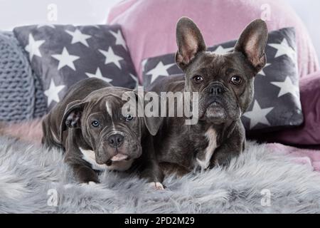 Zwei Hunde auf einer Couch Stockfoto
