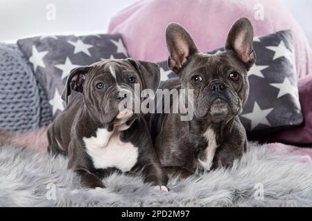 Zwei Hunde auf einer Couch Stockfoto