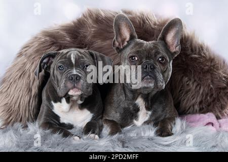Zwei Hunde auf einer Couch Stockfoto